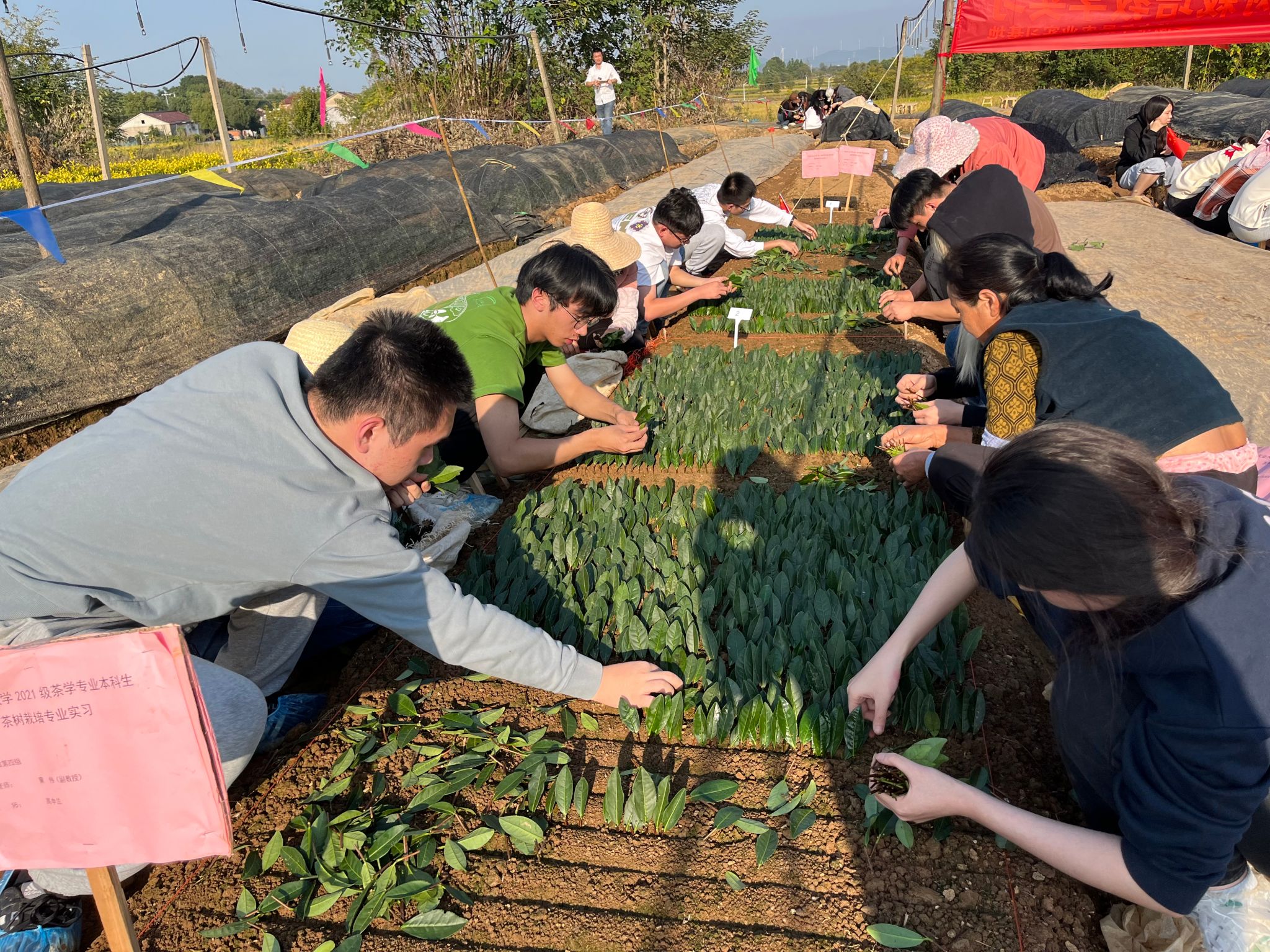 2021级茶学专业圆满完成茶树栽培学类课程教学实习